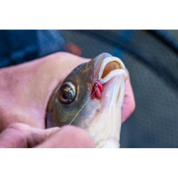 HAMEÇON A PALETTE KURANKU GURU HAMEÇON A PALETTE KURANKU GURU