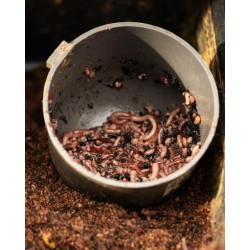 AMORCE VERS WORM FISHMEAL SONUBAITS