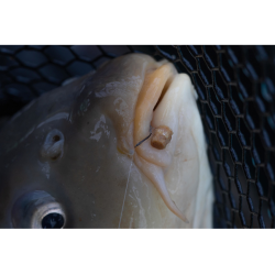 Preston Innovations - Bague à pellets Hookable Bait Bands Preston Innovations - Bague à pellets Hookable Bait Bands