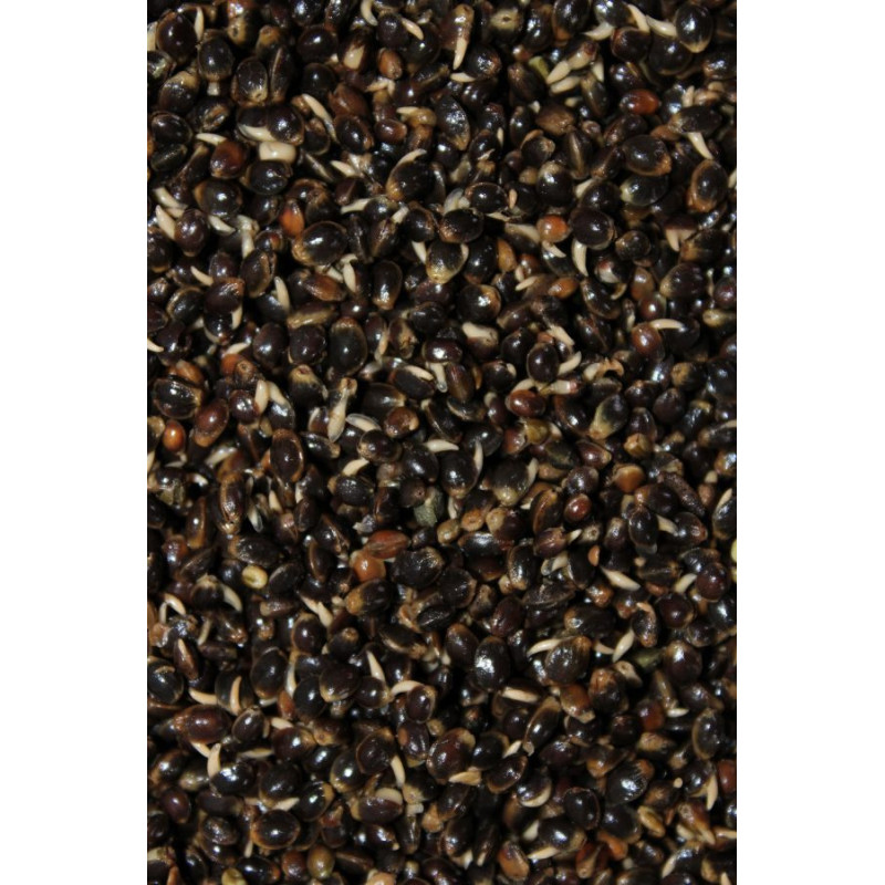 CHENEVIS CUIT HEMPSEED PRO ELITE BAITS